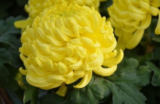 菊花美景