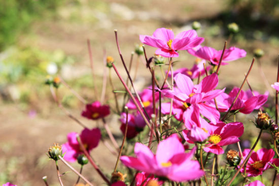 即刻从大连出发去西藏看高原上的格桑花