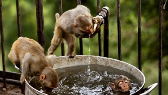 两只猴子站在水桶边上喝水