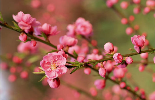 与春有约 青岛周边赏花踏青攻略