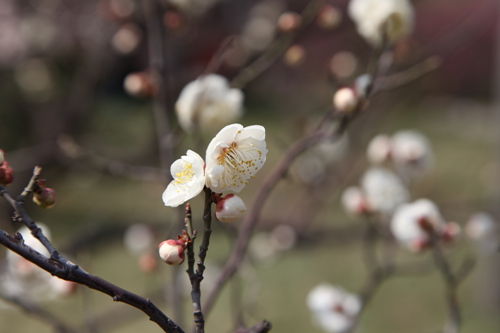 与春有约 青岛周边赏花踏青攻略