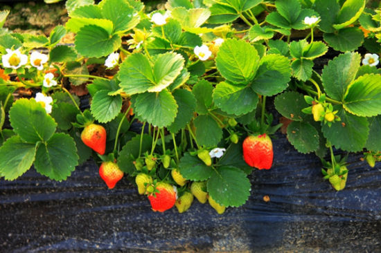 酸酸甜甜最爱你 武汉周边草莓园大搜罗_新浪旅游_新浪网