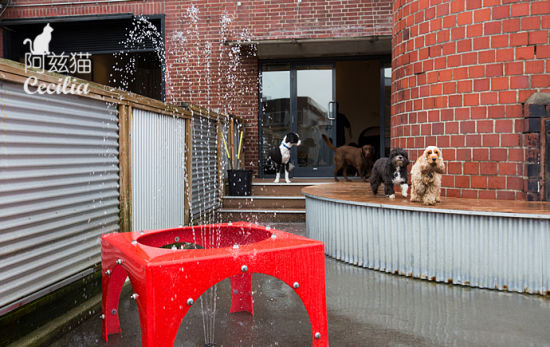 @阿兹猫:雷克斯狗酒店的故事:狗狗的生活起居