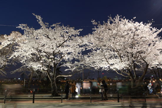 韓國春季賞花去哪兒 五大景點讓你愛上春天