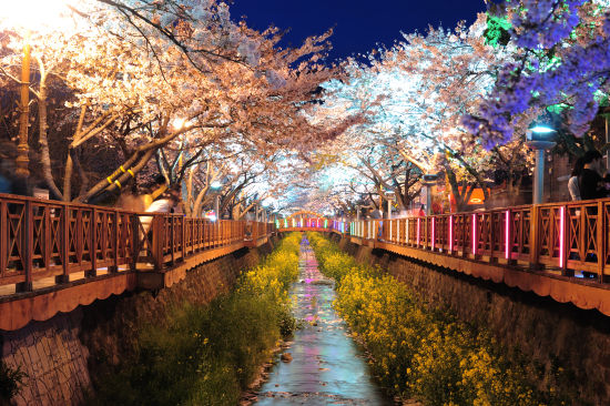 韓國春季賞花去哪兒：鎮海櫻花等