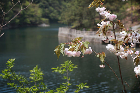 武汉樱花之旅那些被遗忘的非常规赏花地