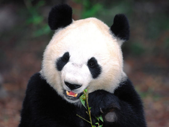 走进四川 探寻中国国宝熊猫