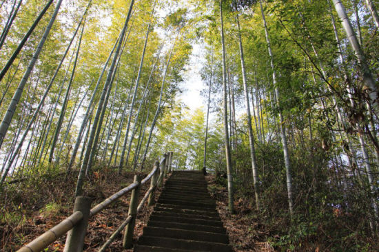 木坑竹海 竹林深处有人家