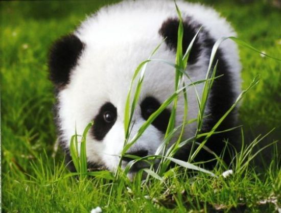 四川将打造大熊猫主题乐园特色项目