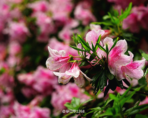 锡惠公园杜鹃花节 姹紫嫣红