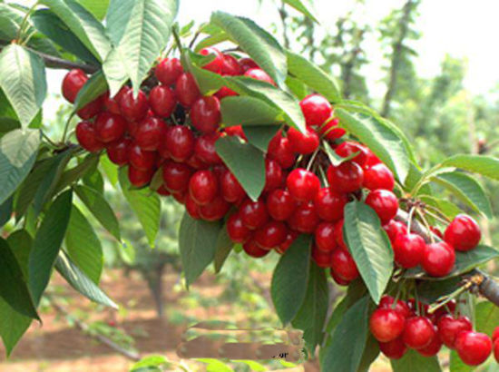 阿坝汶川樱桃+++优质优产的汶川甜樱桃让汶川县