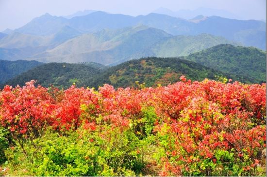 满山红