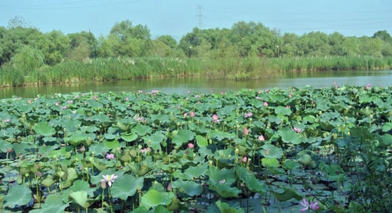 西安浐灞国家湿地公园
