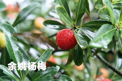 新闻中心 -> 旅游资讯   慈溪杨梅品种:其主栽品种荸荠种杨梅以其果大