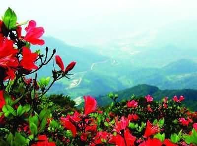 长白山高山花园争奇斗艳 长白山高山花园争奇斗艳