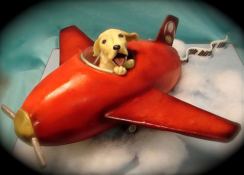 【民航科普】想带宠物坐飞机,怎么办?