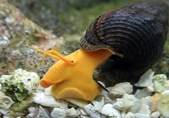 细数12种不为人知的有趣蜗牛
