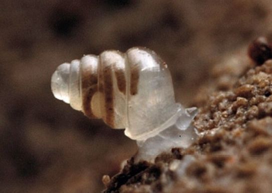 围观糖果色蜗牛(组图)