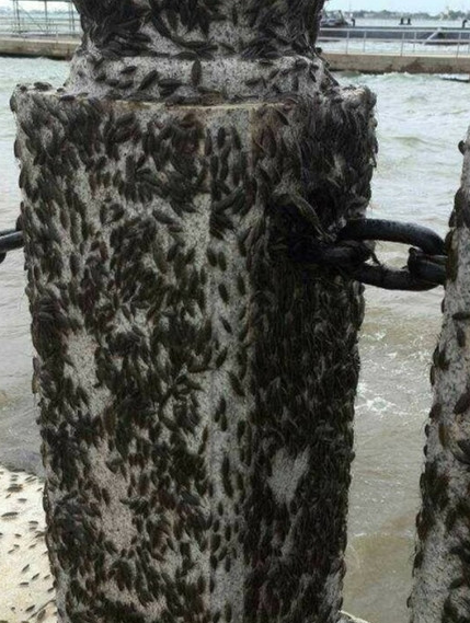 广东湛江数以万计的海蟑螂齐聚海岸边(组图)