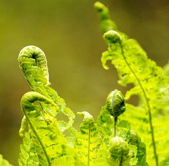 带你深度了解荔波餐桌菜王水蕨菜(组图)