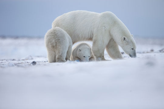 马尼托巴:在野性淳朴的旷野中观赏北极熊