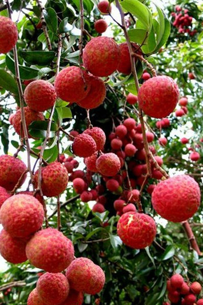 隆安荔枝 图:数码小驴 新浪微博