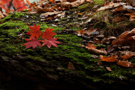 辽宁赏枫地图 本溪篇(6)