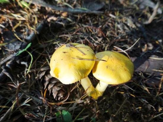 山野中的小黄蘑