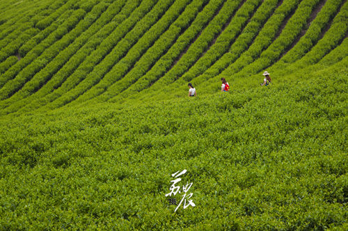 发现宜兴之美 大觉寺共话阳羡贡茶