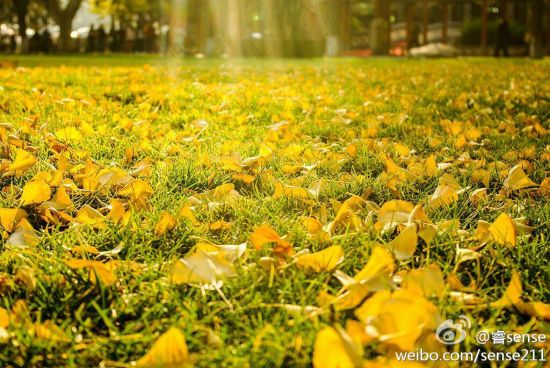 满地金黄 图片来自:@睿sense