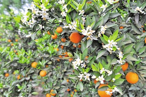 柑橘柚子成熟时 重庆周边十大摘果尝鲜好去处