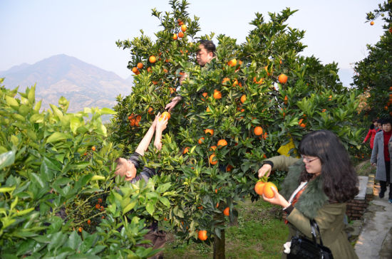 柑橘柚子成熟时 重庆周边十大摘果尝鲜好去处