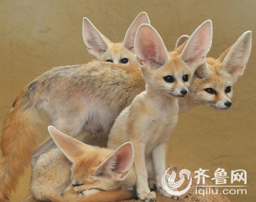 威海西霞口引进50只苏丹耳廓狐 将与游客见面