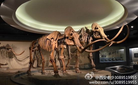 新浪旅游配图:真猛犸象化石骨架 图片来源:@西安老少3089519955