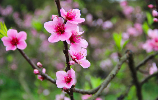 春赏桃花撞出桃花运 河南赏桃花攻略