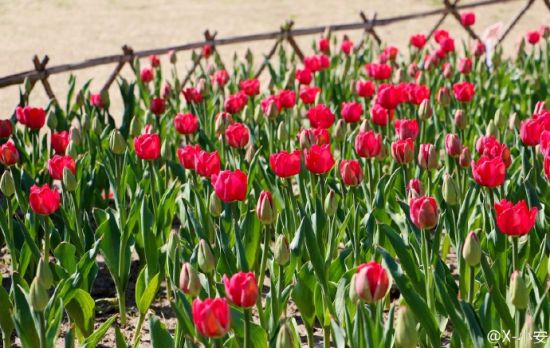 春天在哪里 且看2015南通赏花胜地推荐(3)