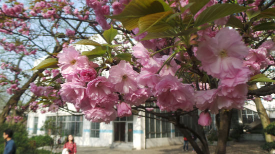 重庆邮电大学的樱花