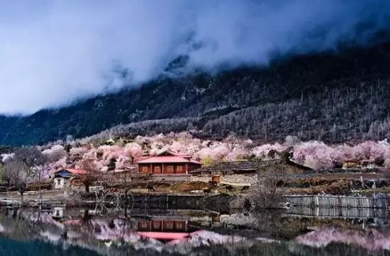 一起去赏桃花雨 国内7个浪漫桃花观赏地_新浪旅游_新浪网