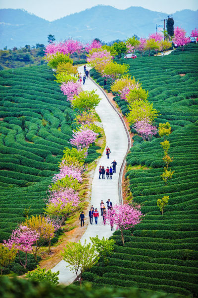 跋山涉水只为遇见你 永福樱花