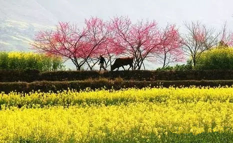 春暖3月，到桃花佳地碰出桃花運(yùn)！