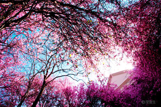 云南大学 垂丝海棠盛开的季节