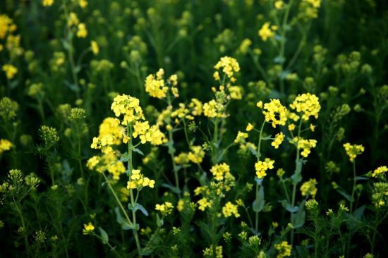 携爱犬清明游 邢台春田公社美艳一季_新浪旅游_新浪网