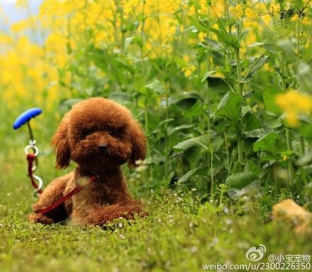 携爱犬清明游 邢台春田公社美艳一季_新浪旅游_新浪网