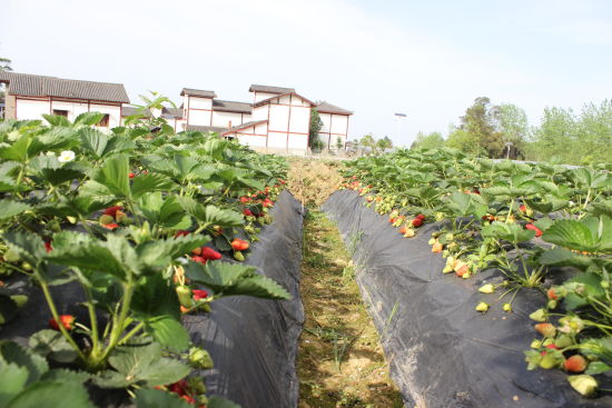 黄瓜山上不种黄瓜种草莓_2015年过年春节去,