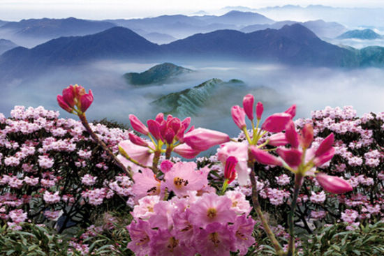 千年高山杜鹃花开