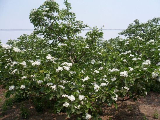 清河山楂花节一日游行程推荐