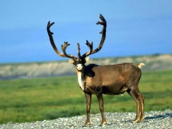 雪域高原上特有的珍稀动物:藏原羚