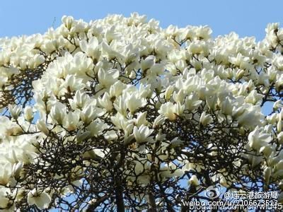 畅游江苏 江苏赏花景区精选指南 (2)