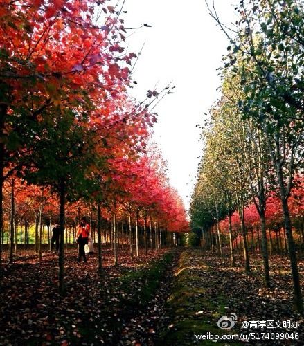 踏青正当时 4月底、5月南京免费开放的景点汇