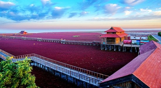 盘锦红海滩 荡漾在海滨的那片中国红_新浪旅游_新浪网